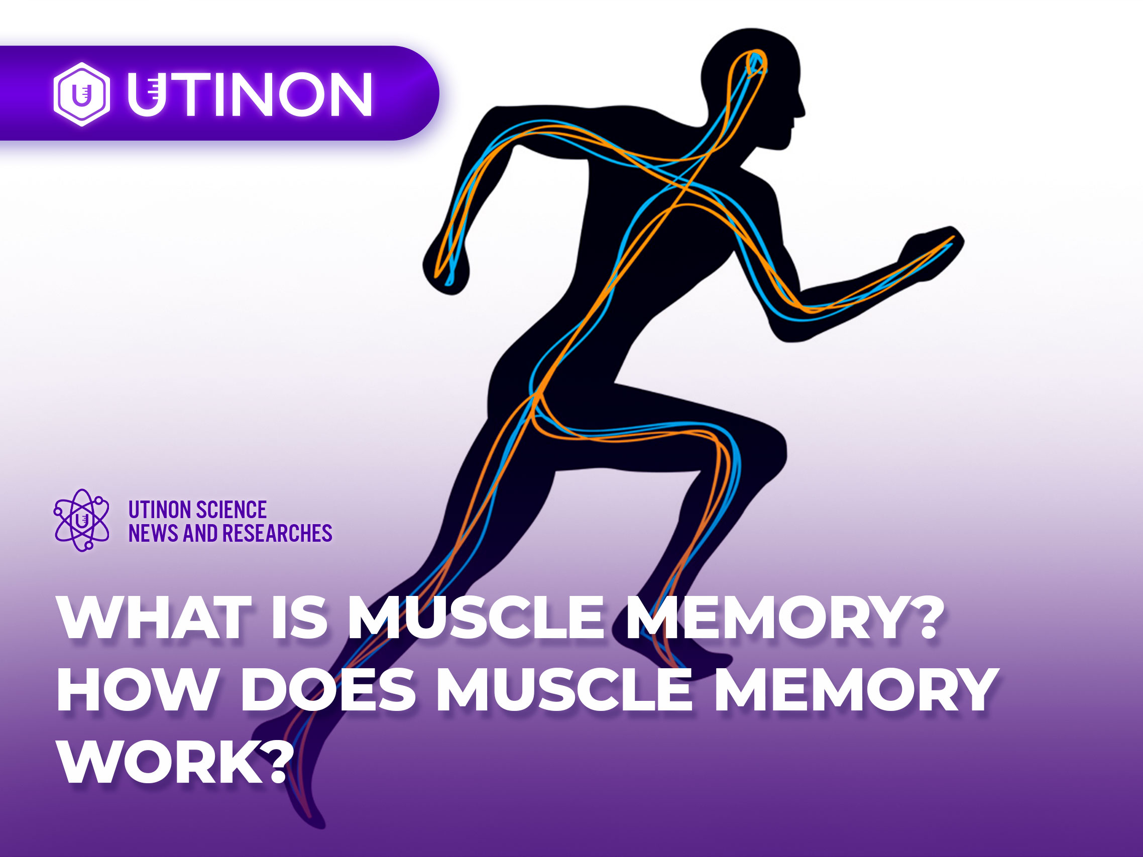 What is Muscle Memory? | UTINON Bodybuilding Lab | Blog